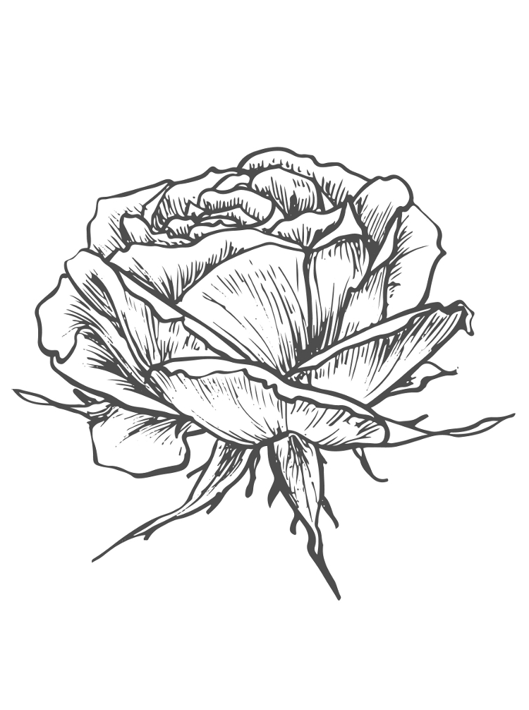 Flora & Fauna Coloring